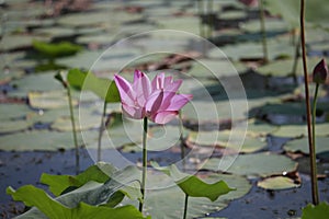 Lotus, plant, leaf